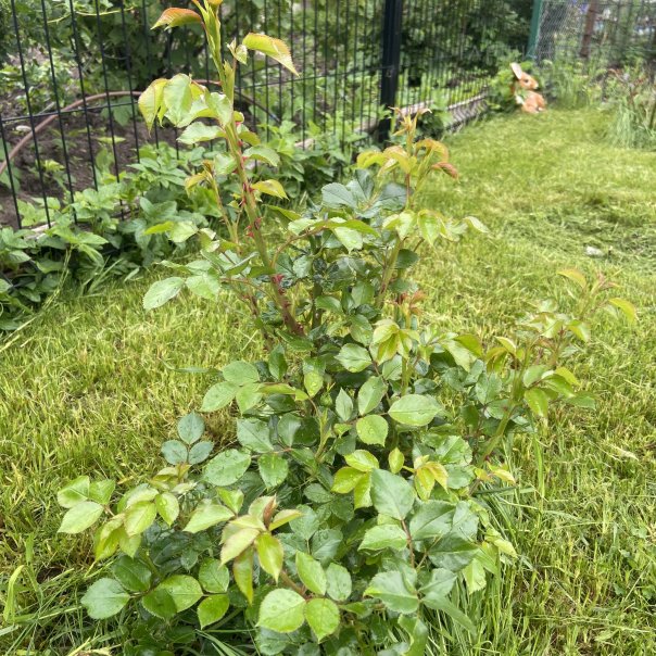 превью изображения отзыва