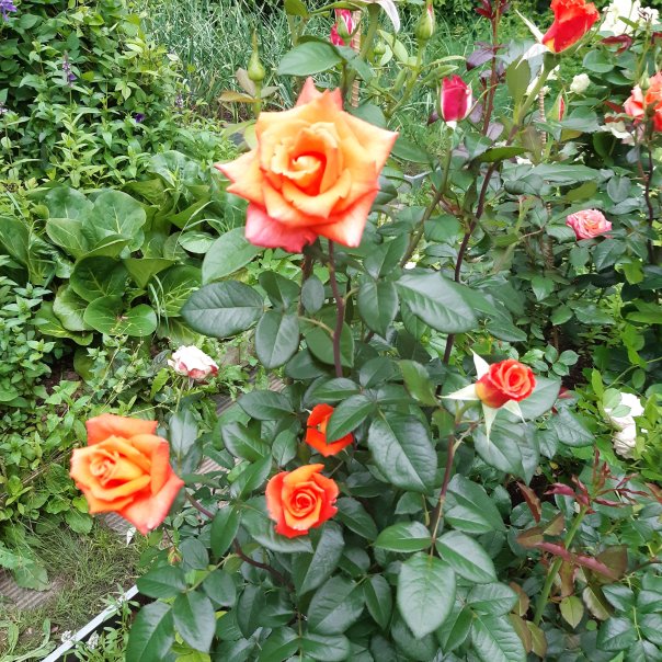 превью изображения отзыва