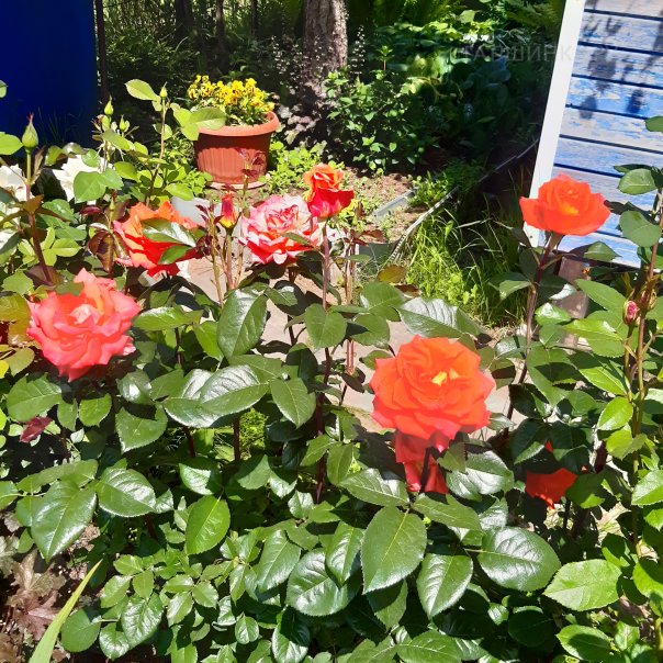 превью изображения отзыва