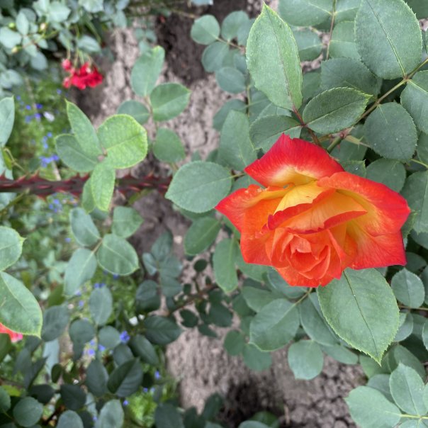 превью изображения отзыва