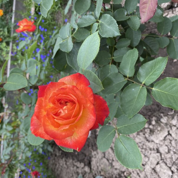 превью изображения отзыва