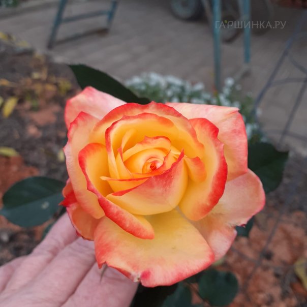 превью изображения отзыва