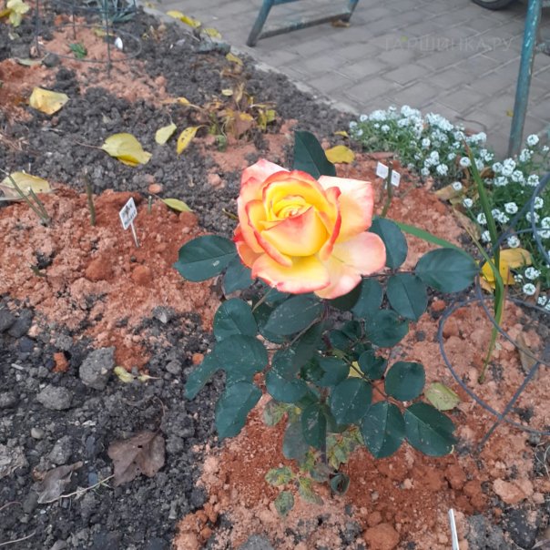 превью изображения отзыва