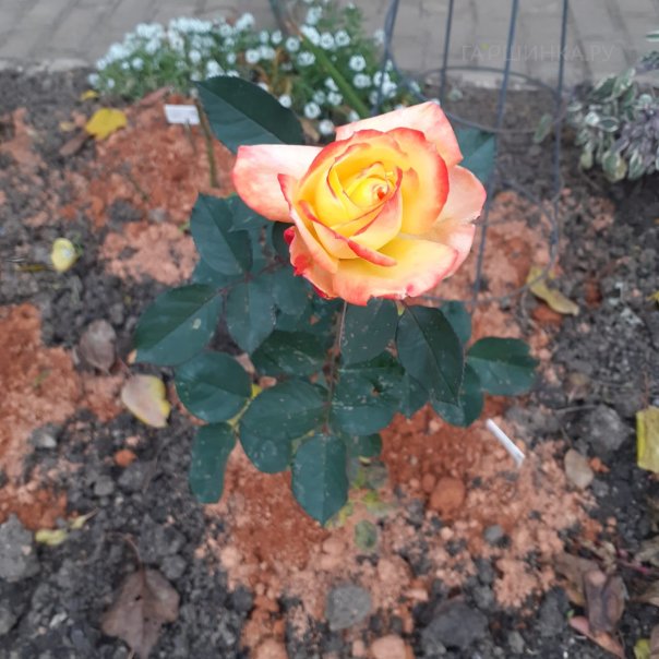 превью изображения отзыва