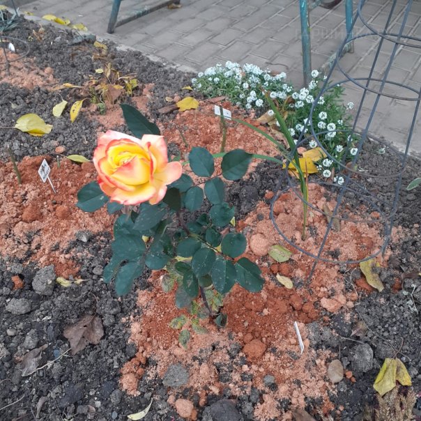 превью изображения отзыва