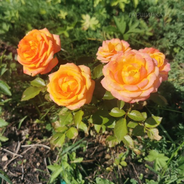 превью изображения отзыва