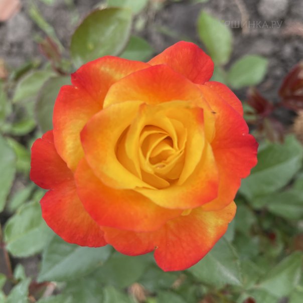 превью изображения отзыва