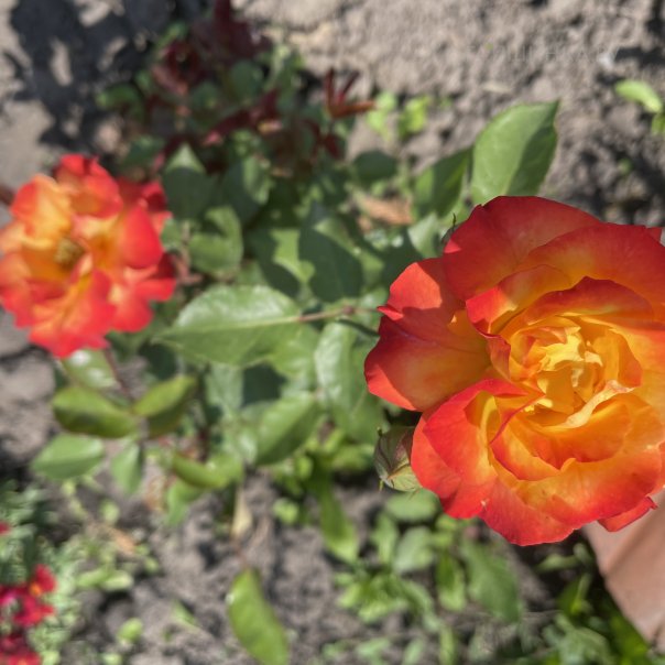 превью изображения отзыва