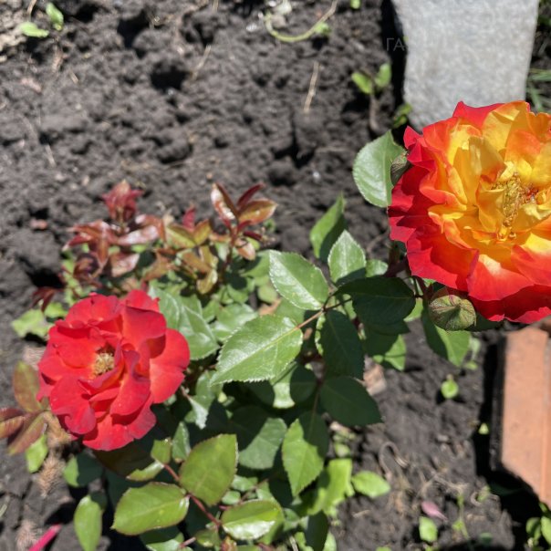 превью изображения отзыва