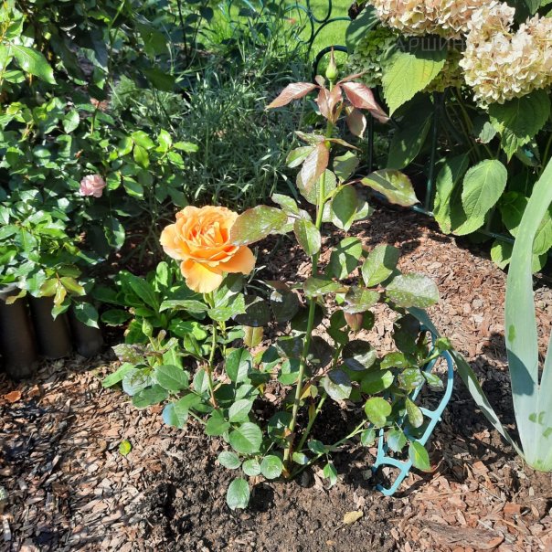 превью изображения отзыва