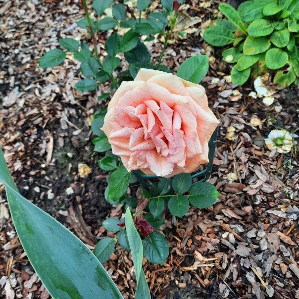 превью изображения отзыва