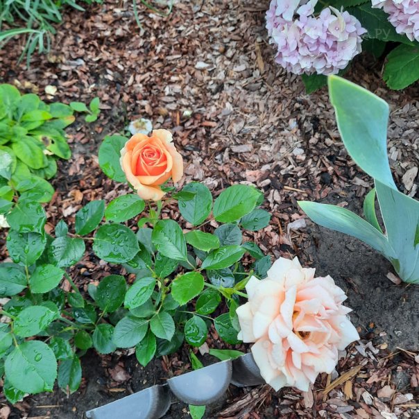 превью изображения отзыва