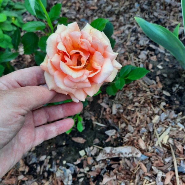 превью изображения отзыва