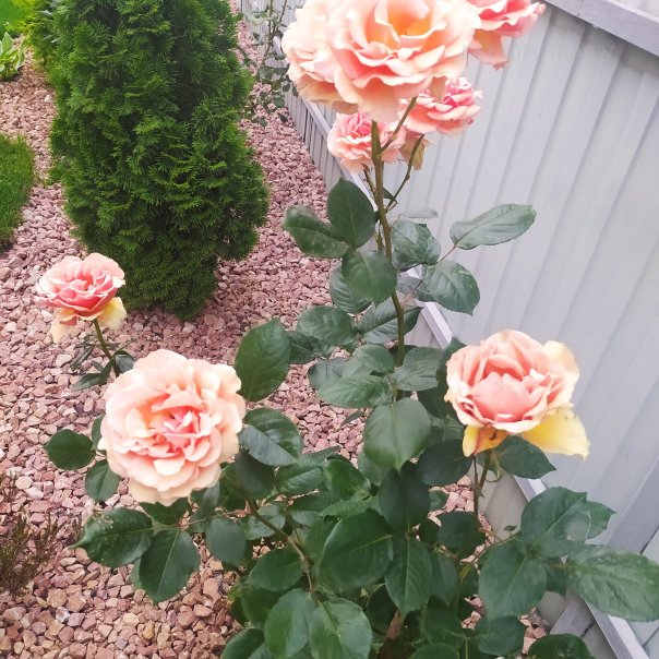 превью изображения отзыва