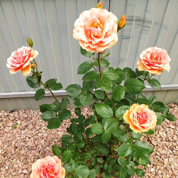 превью изображения отзыва