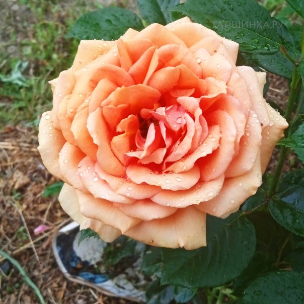 превью изображения отзыва