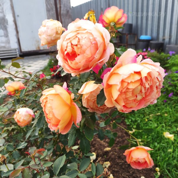 превью изображения отзыва