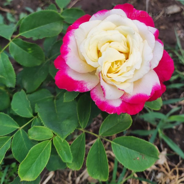 превью изображения отзыва