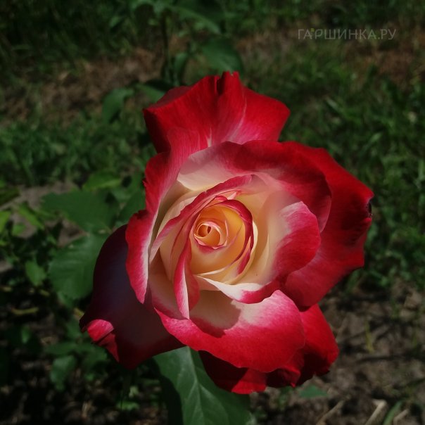 превью изображения отзыва