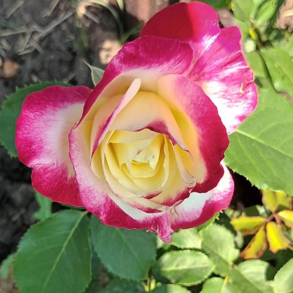 превью изображения отзыва