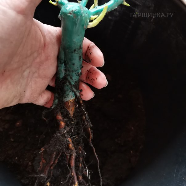 превью изображения отзыва