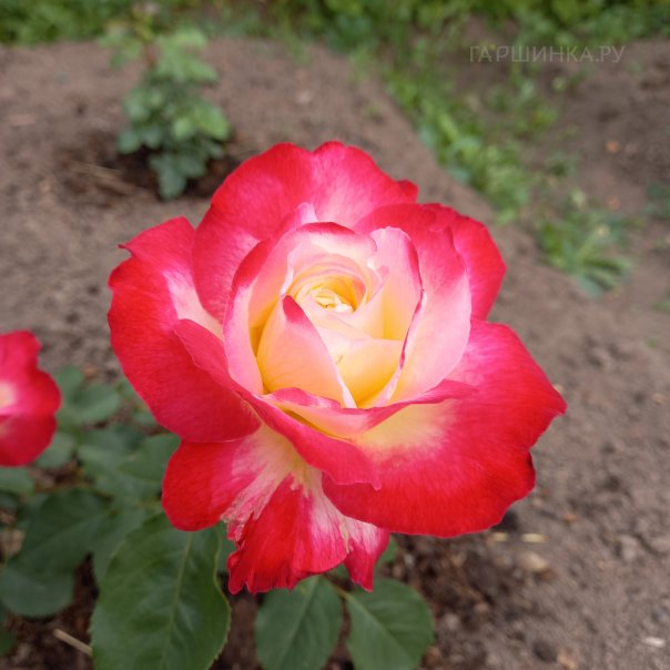 превью изображения отзыва