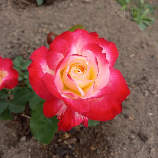 превью изображения отзыва