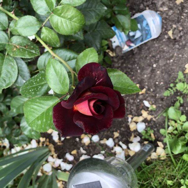 превью изображения отзыва