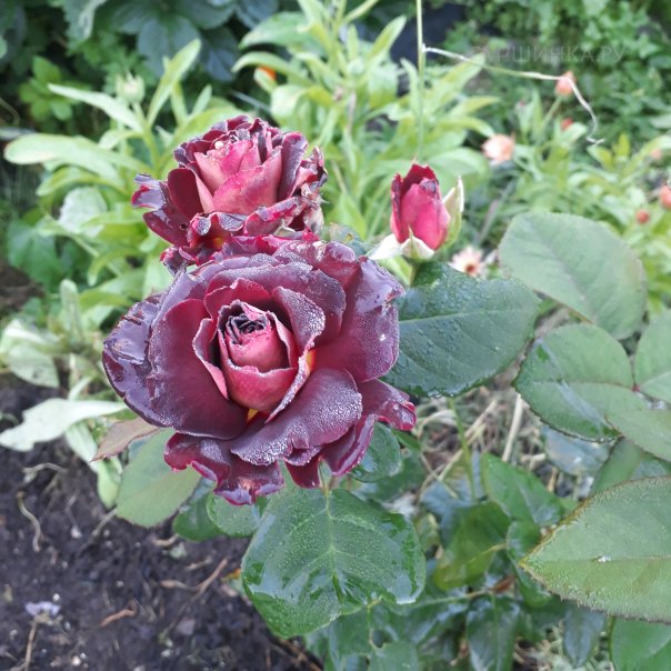 превью изображения отзыва