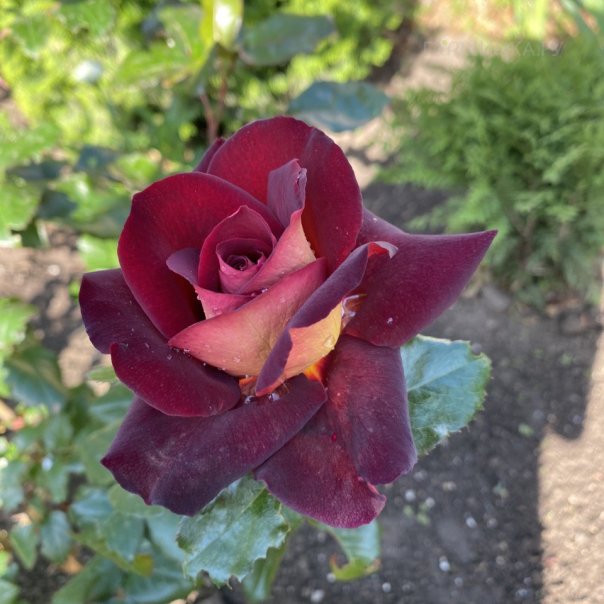 превью изображения отзыва