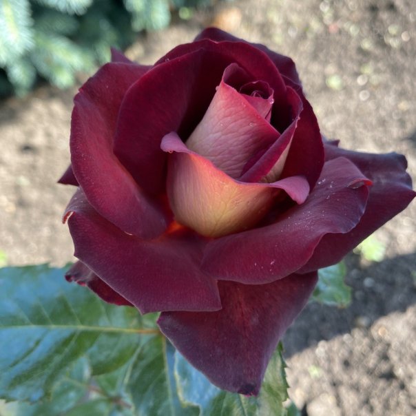 превью изображения отзыва