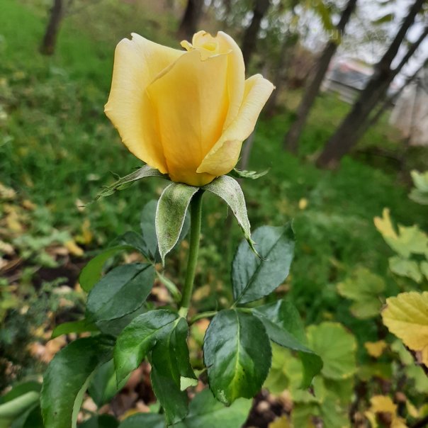 превью изображения отзыва