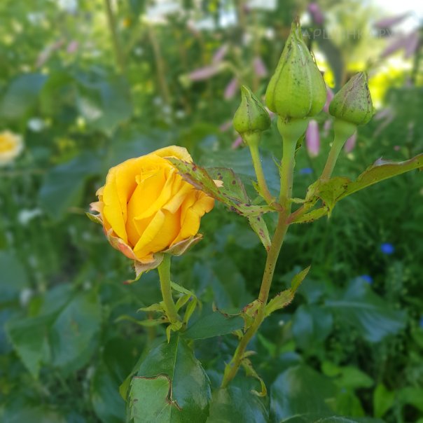 превью изображения отзыва