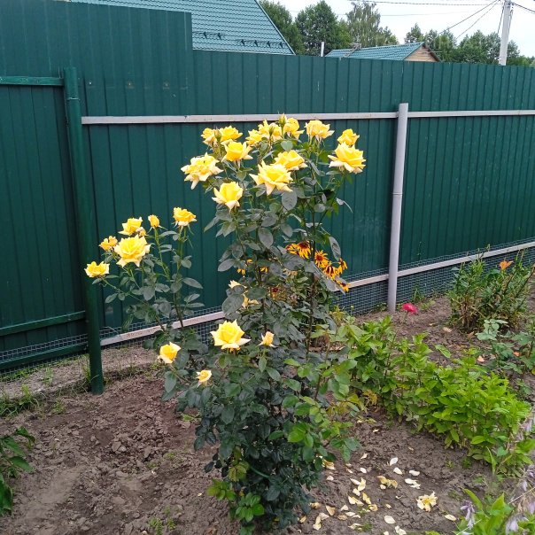 превью изображения отзыва