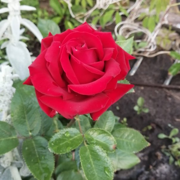 превью изображения отзыва