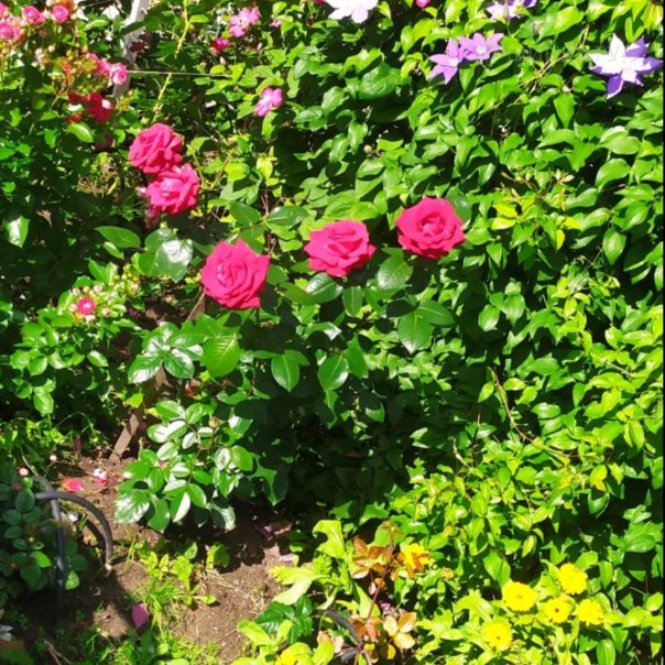 превью изображения отзыва