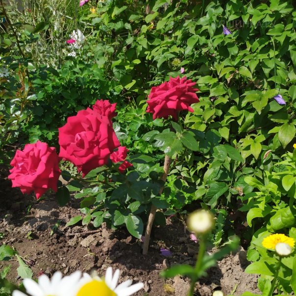 превью изображения отзыва