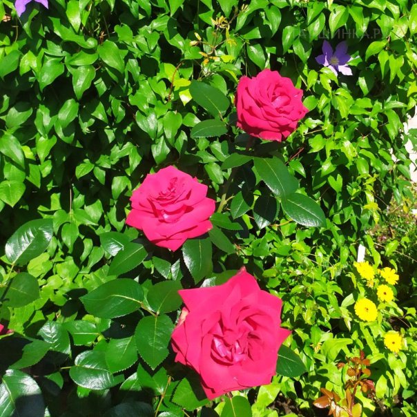 превью изображения отзыва