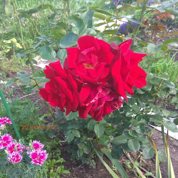 превью изображения отзыва