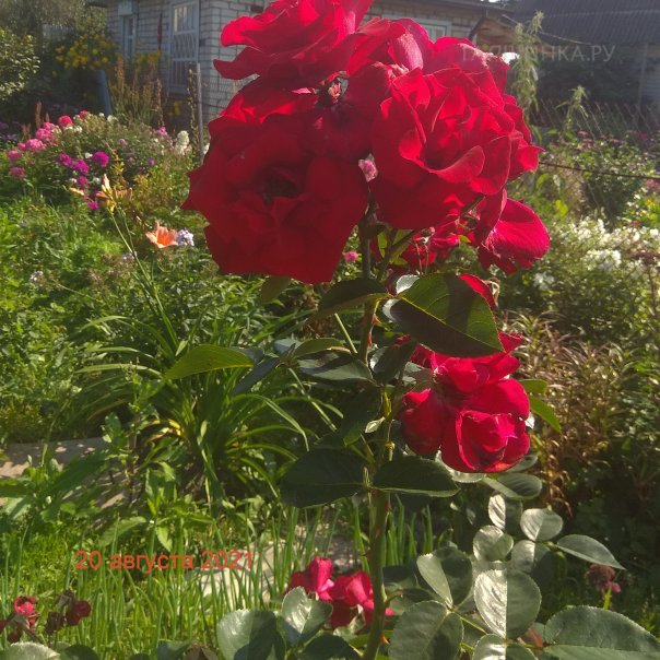 превью изображения отзыва