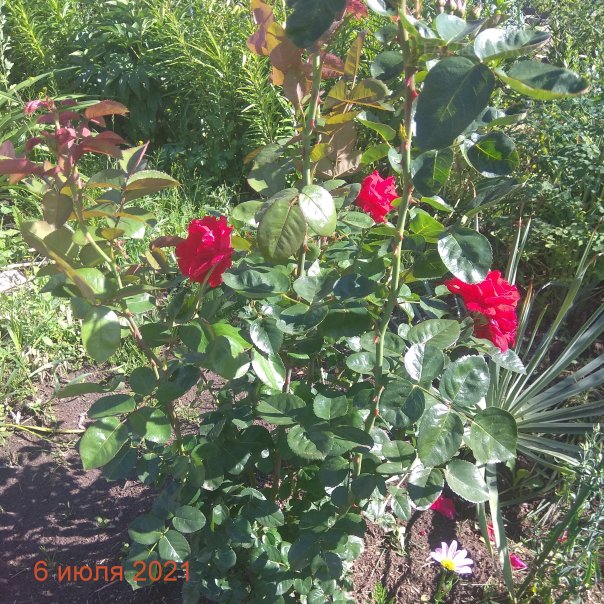 превью изображения отзыва