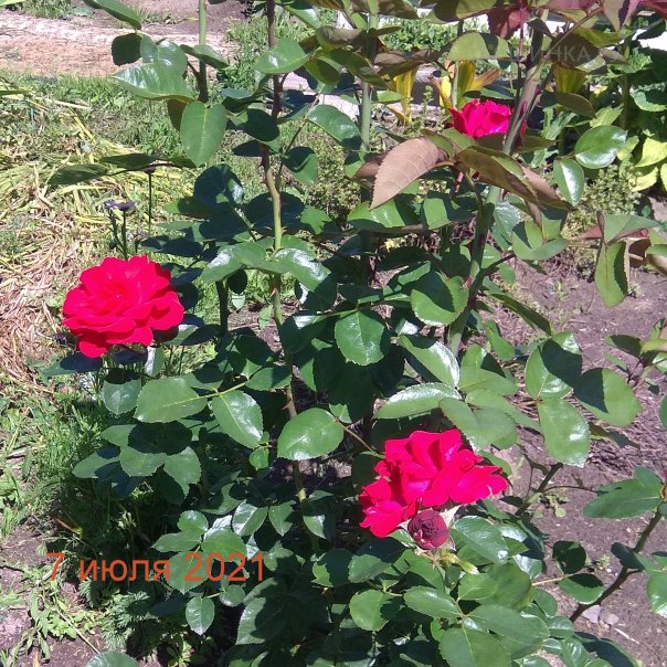 превью изображения отзыва