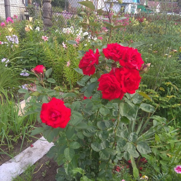 превью изображения отзыва