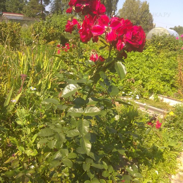 превью изображения отзыва