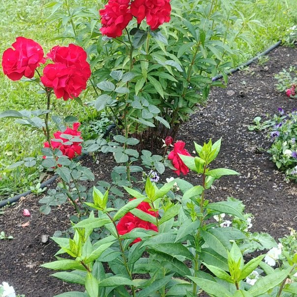 превью изображения отзыва