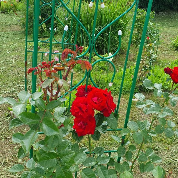 превью изображения отзыва