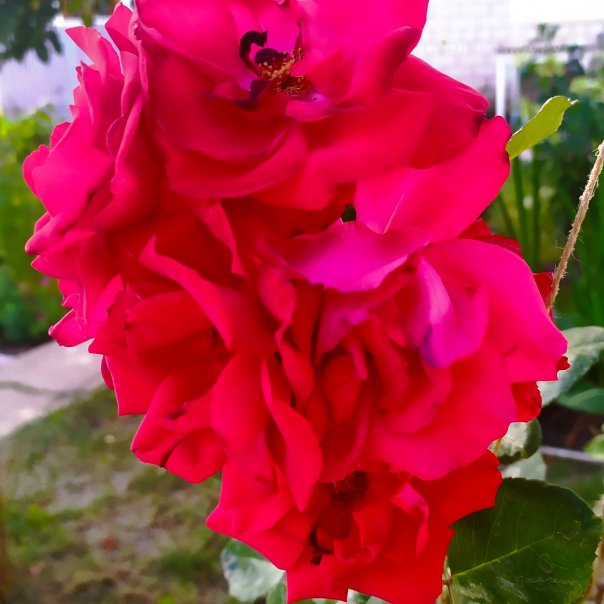 превью изображения отзыва