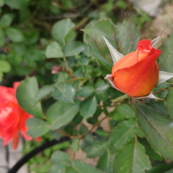 превью изображения отзыва