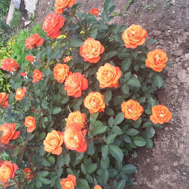 превью изображения отзыва