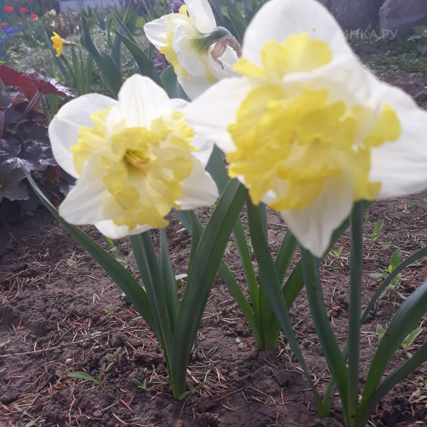 превью изображения отзыва